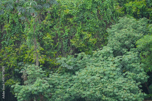 Fotografie A tranquil forest scene with towering trees stretching skyward