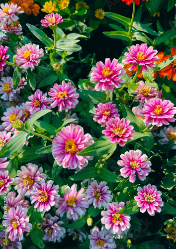 Zinnia Zahara