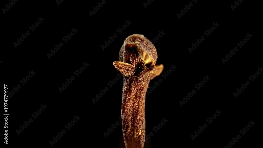 Fototapeta premium Botanical Structure of Syzygium aromaticum Flower Bud, Macro