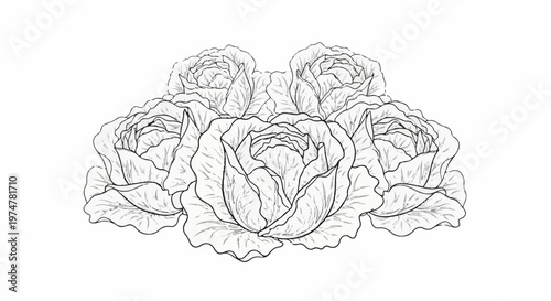 A detailed line drawing of five cabbage heads arranged closely together