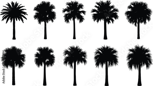 Collection of palm tree silhouettes isolated on white background, tropical fan palm varieties in different shapes for beach, summer, landscape, and exotic nature design use