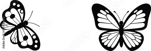 Two black and white butterflies with open wings butterfly