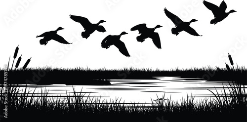 Flying ducks over lake silhouette with reeds and water isolated on white background, wetland wildlife scene for nature, hunting, bird migration, and outdoor landscape design use