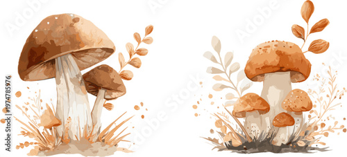 2 sets of brown mushrooms with leaves and grass, watercolor vector illustration isolated on white background.