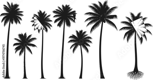 Set of tropical palm tree silhouettes isolated on white background, tall coconut trees in various shapes with roots, beach landscape elements for summer and travel design use