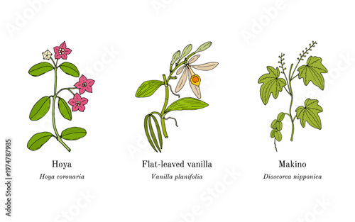Collection of edible and medicinal plants. Hand drawn botanical vector illustration