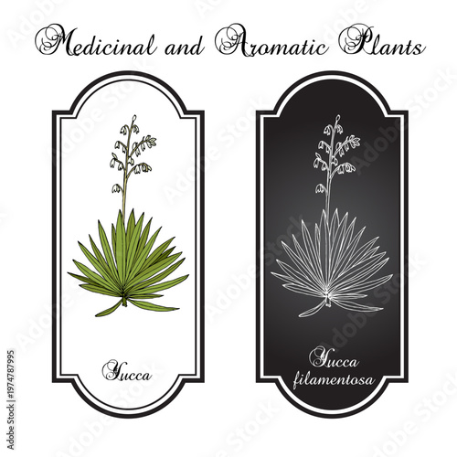 Adams needle and thread (Yucca filamentosa), ornamental and edible plant. Hand drawn botanical vector illustration