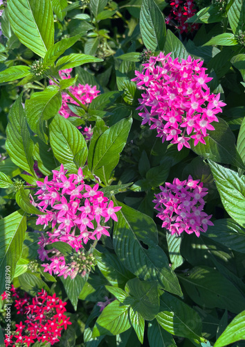 Pentas Lanceolata