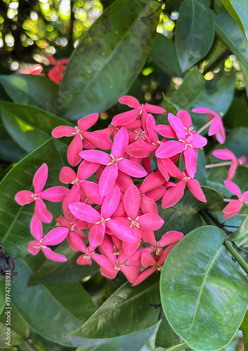 Pink Ixora Connensis