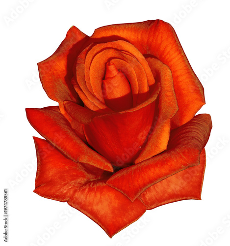Rose  flower  on  isolated background with clipping path.  Closeup. For design. Studio shot.  Nature.