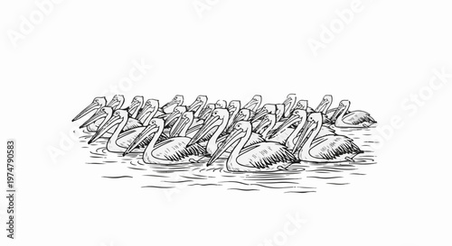Sketch of a flock of pelicans swimming together on the water