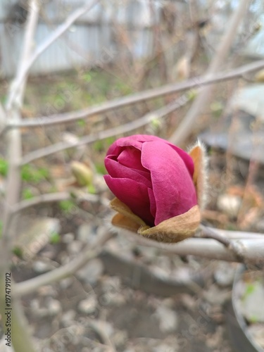 A close-up of the Black Tulip magnolia blossom in all its glory