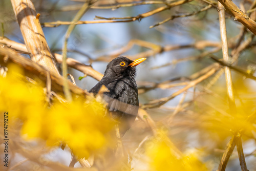 Blackbird perches among tangled branches. Bright yellow blooms frame the bird's dark form. Soft sunlight filters through the foliage. Natural setting evokes quiet, wild serenity