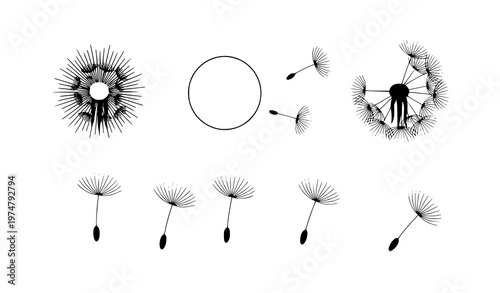 Minimal dandelion silhouettes with fluffy seeds simple floral vector illustration set