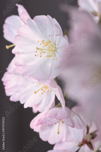 やわらかに重なる桜の花（淡色の春マクロ）