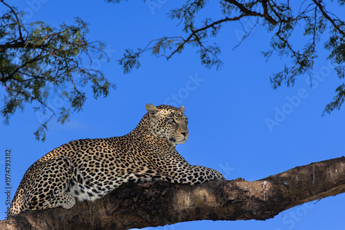 Leopard liegt auf einem Ast im Baum in der Serengeti von Afrika