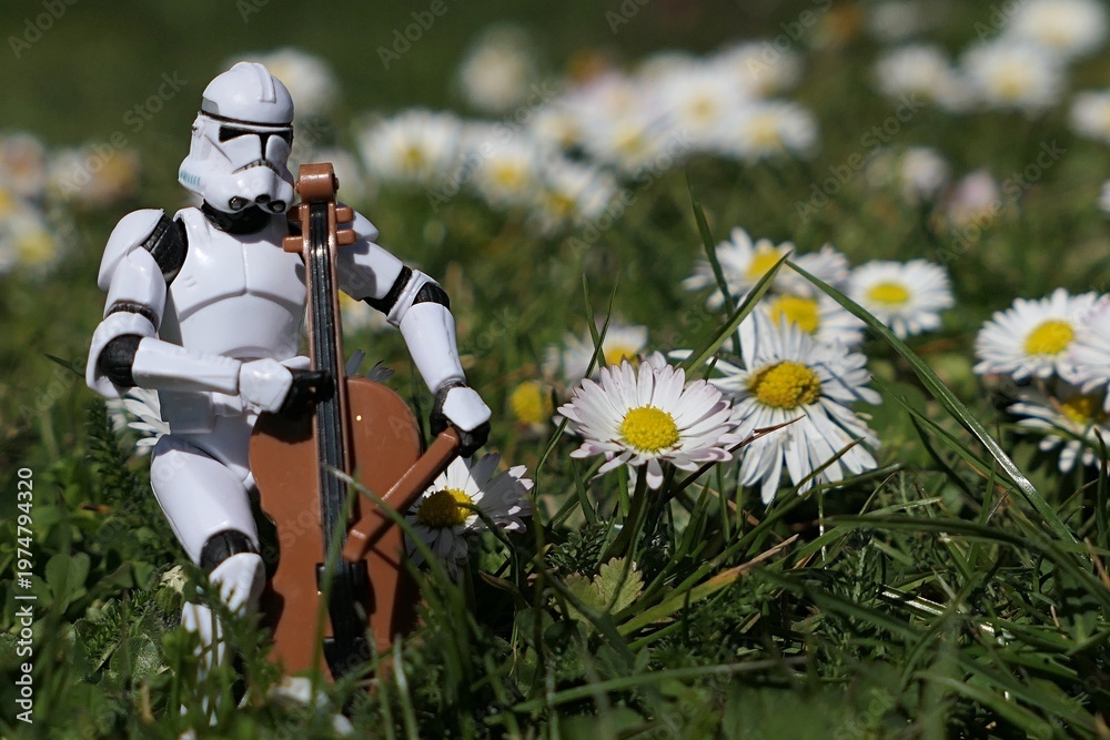 Obraz premium Action figure of Star Wars clone trooper in white armor and helmet playing on model of violoncello in garden lawn with blossoming common daisies, sunlit by morning sunshine.