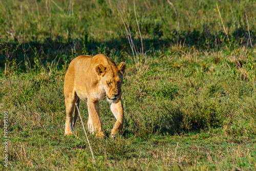 Lioness walking in a grass. Serengeti national park, Tanzania