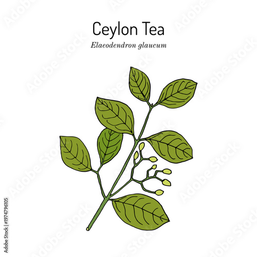 Ceylon Tea (Elaeodendron glaucum), medicinal plant. Hand drawn botanical vector illustration