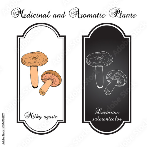 Milky agaric (Lactarius salmonicolor), edible and medicinal mushroom. Hand drawn botanical vector illustration