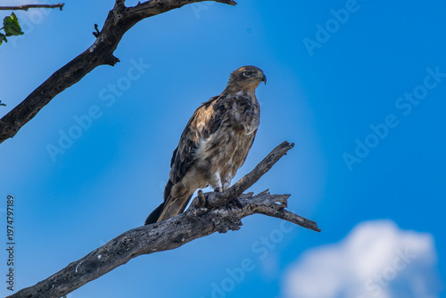 Savannenadler sitzt auf einem Baum in der Serengeti und hält nach Beute Ausschau
