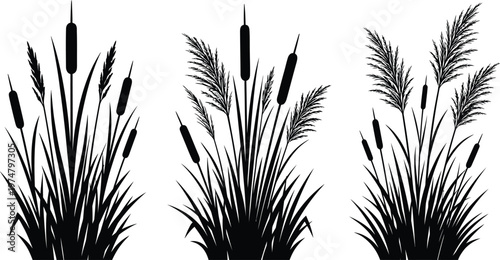 Detailed Cattail Reed Grass Silhouettes Isolated Botanical Wetland Vector Illustration
