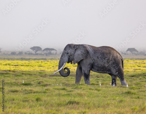 A huge tusker roaming in the savana of Amboseli National Park, Kenya
