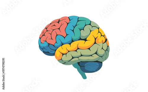 A human brain illustration, highlighting its various regions.