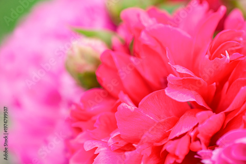 pink peony flower close-up