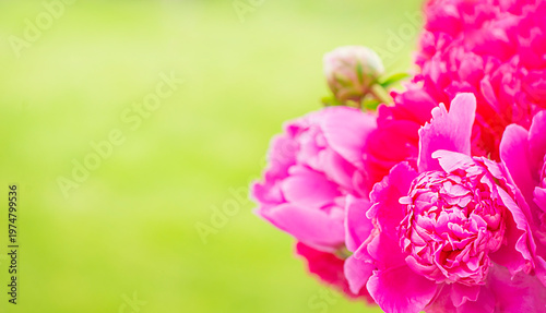 pink peony flowers close-up with green blurred background, space for insertion