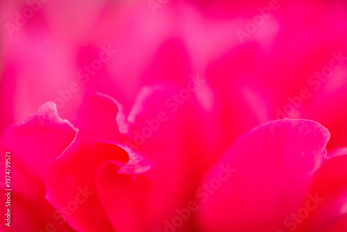 abstraction with pink peony petals
