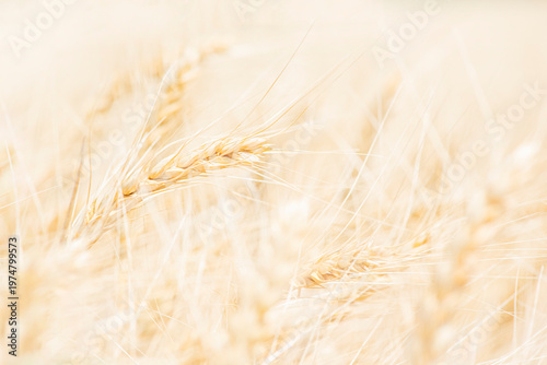 ripe yellow rye close-up