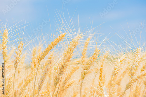 ripe yellow rye close-up on a blue background