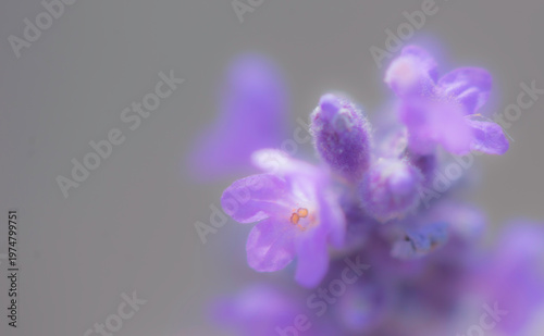 blurred lavender flower close-up