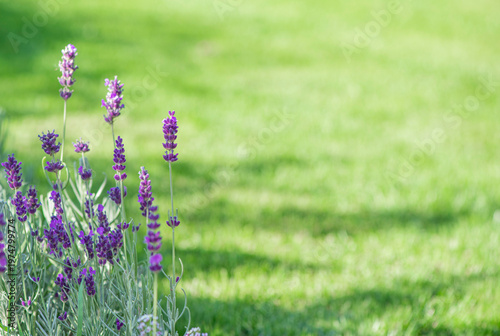 lavender in the garden with green blurred background