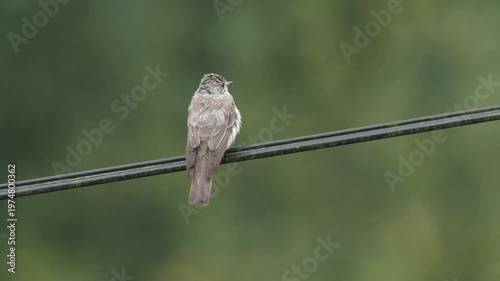 Wildlife - Birds. Spotted Flycatcher (Muscicapa striata) birds inhabit forest edges, parks and gardens. They usually feed on flying insects and flies.
