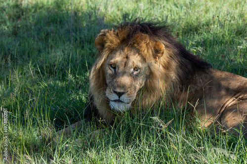 Porträt eines alten Löwen mit prächtiger Mähne im hohen Gras in Afrika
