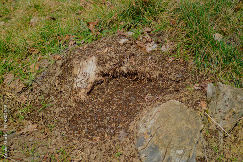 A large colony of red wood ants swarming over a natural anthill built around weathered tree stumps in a sunny grassy meadow in Kazimierz Dolny, Poland.