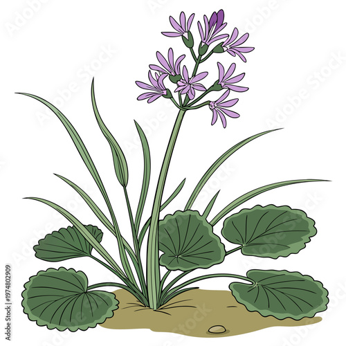 Green plant with purple flowers nature
