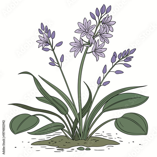Purple Flowering Plant with Green Leaves purple flowers
