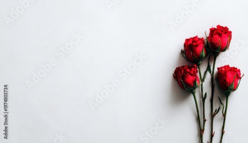 Vibrant Red Roses With Water Droplets Displayed Against A Textured White Background With Soft Natural Lighting Creating A Romantic And Elegant Atmosphere For Valentines Day Or Special Occasions