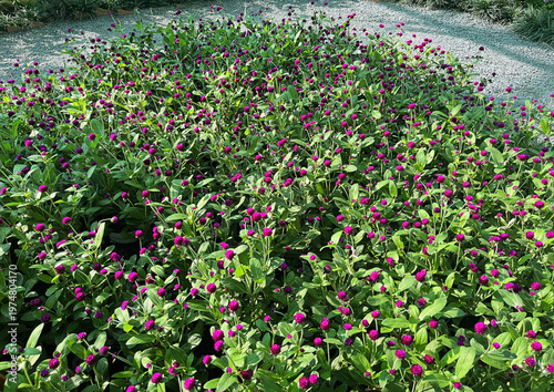 Gomphrena Globosa Bush