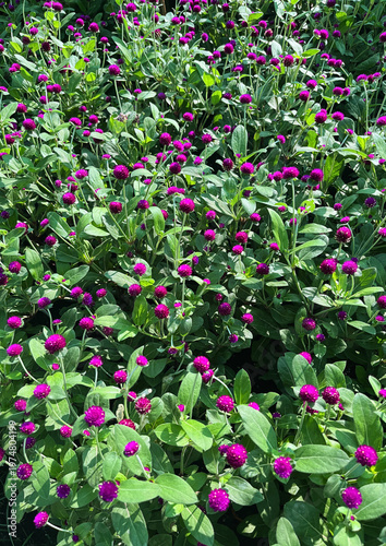 Gomphrena Globosa