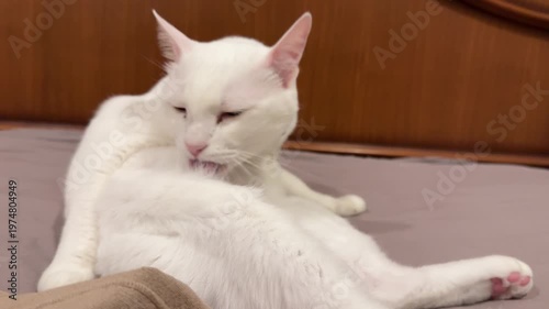 White Khao Manee Cat Grooming and Licking Fur on Bed