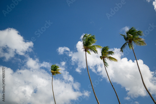 Beautiful palm trees seen against skyline
