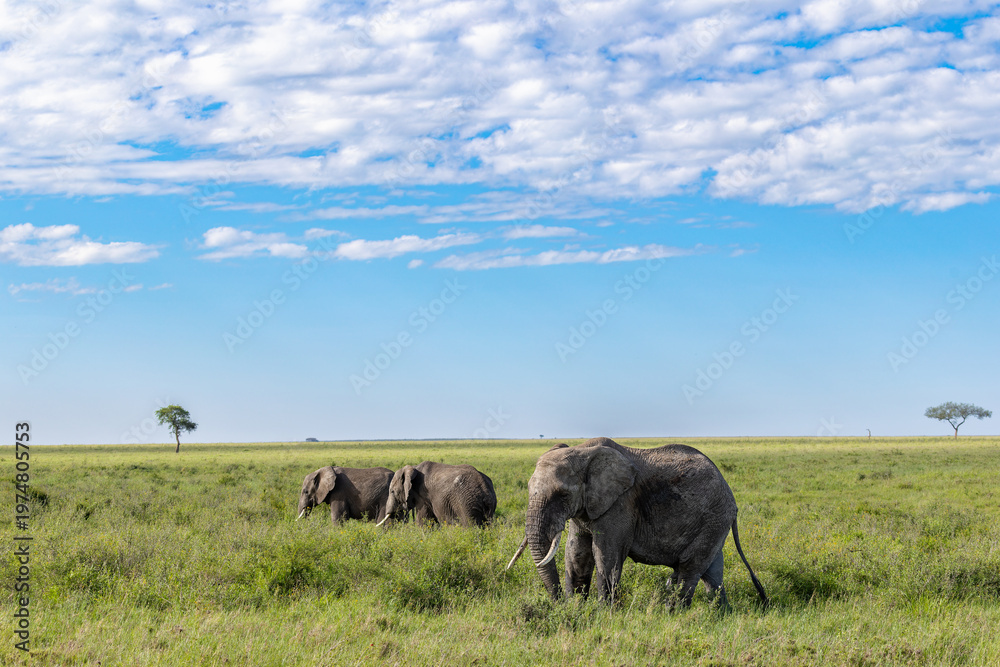 Obraz premium Drei Afrikanische Elefanten im hohen Gras der Serengeti in Afrika