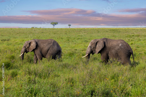 Zwei Afrikanische Elefanten im hohen Gras der Serengeti in Afrika zum Sonnenaufgang