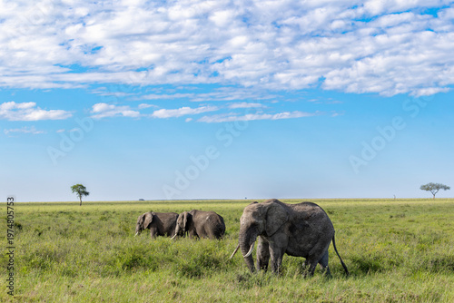 Drei Afrikanische Elefanten im hohen Gras der Serengeti in Afrika