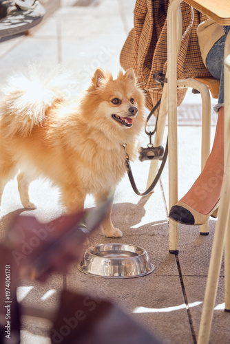 Pomeranian dog on leash drinking water at outdoor cafe