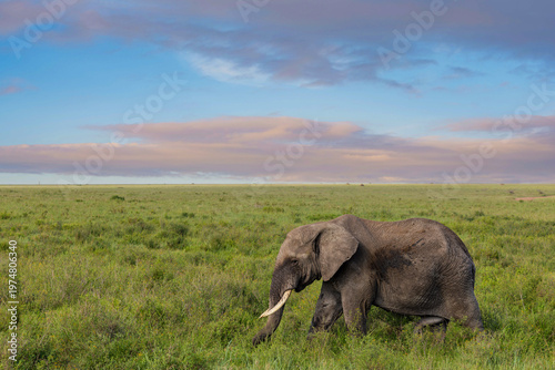 Elefant in der Serengeti zum Sonnenaufgang